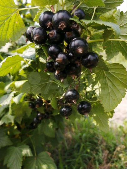 Участок 7 сот. (ИЖС)