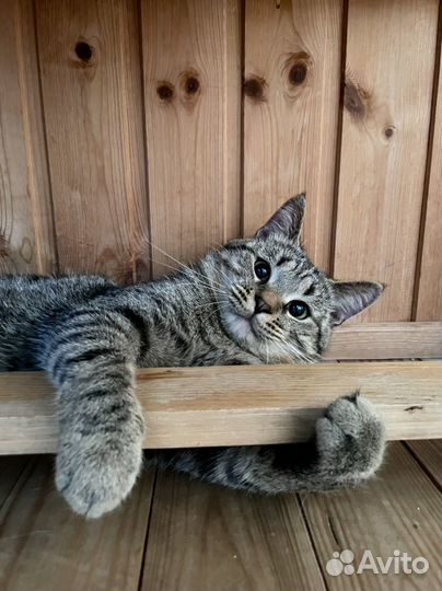 Кот Батон в добрые руки