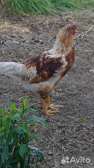 Молодые петушки