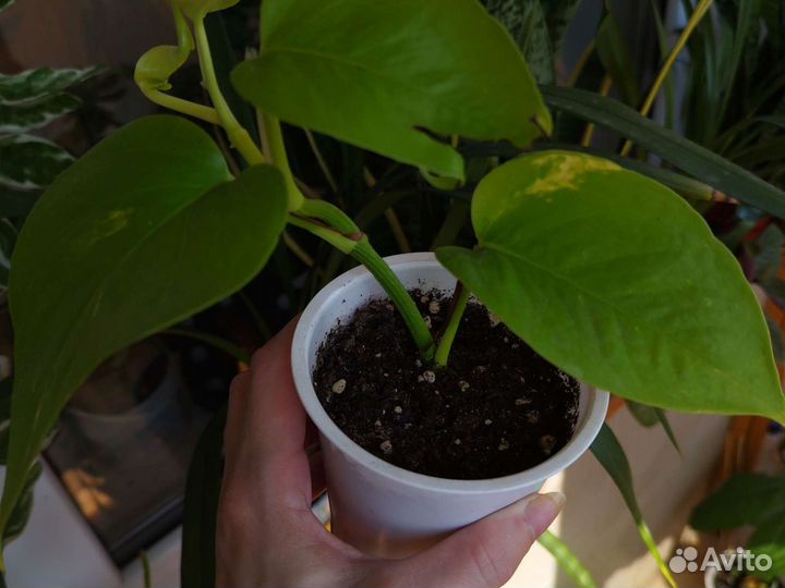 Эпипремиум, сциндапсус Серебристая Энн