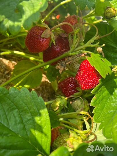 Усы клубники