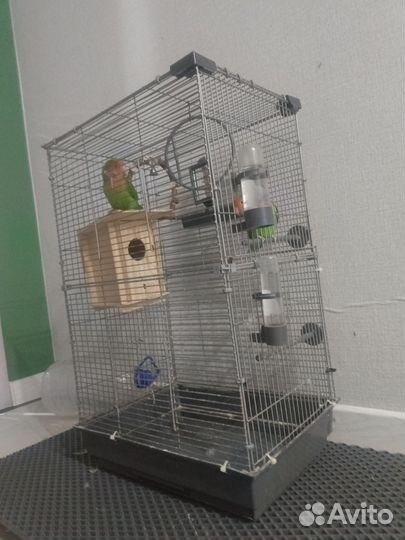 Попугай неразлучники