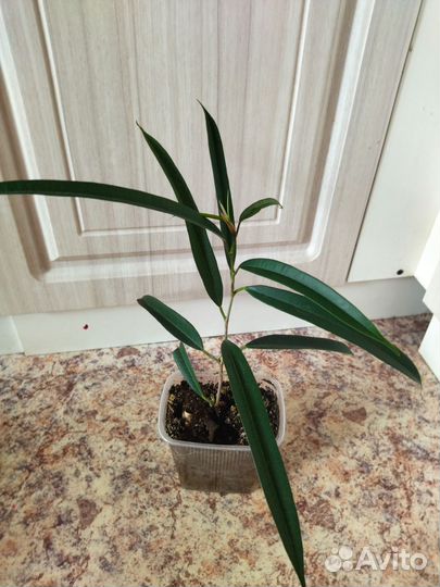 Фикус Бенедикт Али