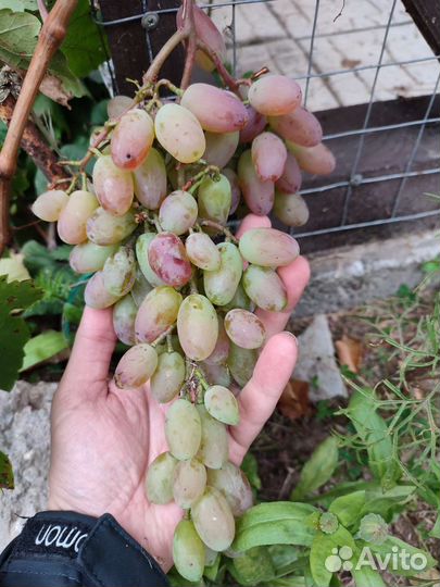 Саженцы винограда