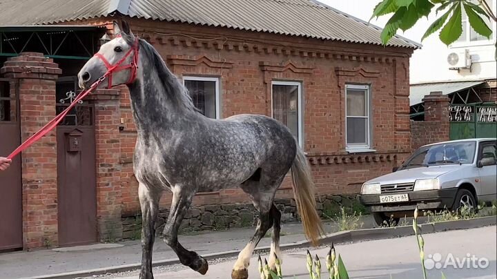 Продажа лошадей