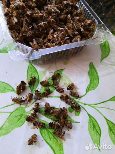 Пчелиный подмор