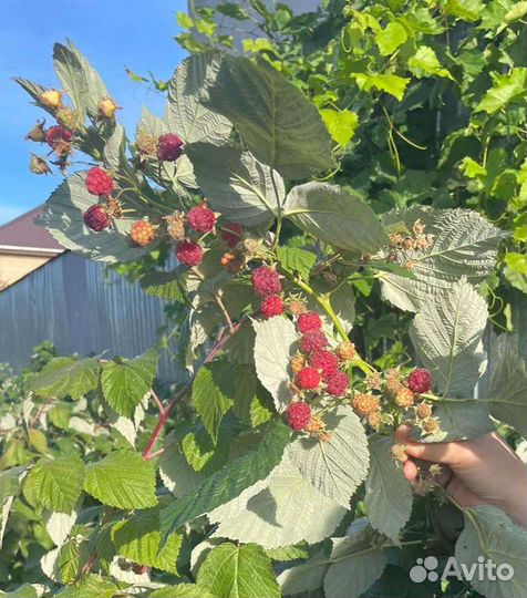 Ремонтантная малина