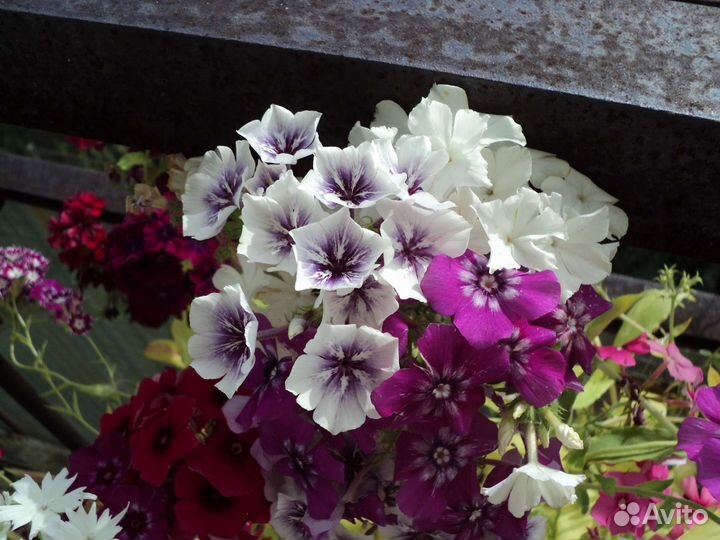 Рассада однолетних цветов