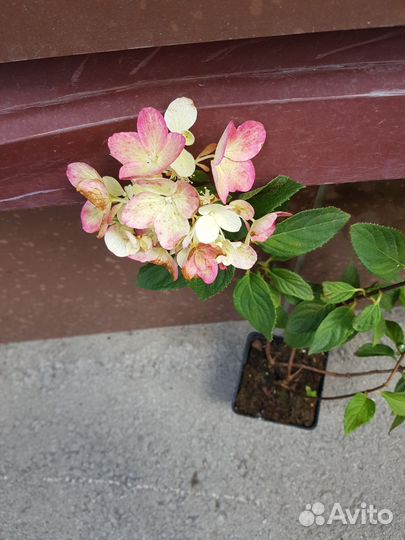 Гортензия метельчатая