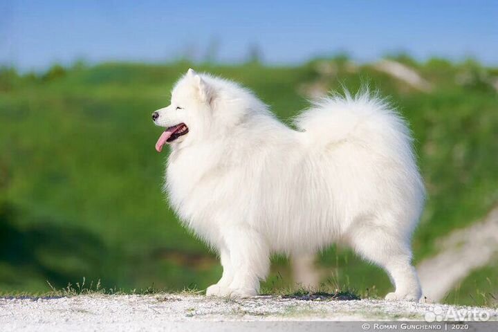 Самоед для вязки