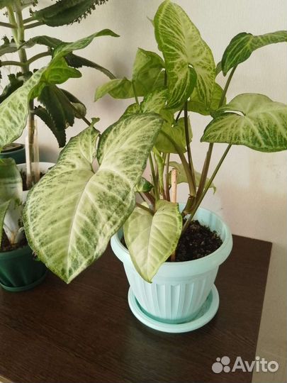 Сингониум батерфляй