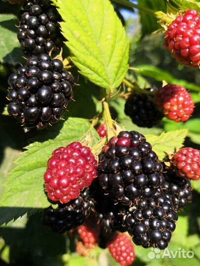 Саженцы ежевики