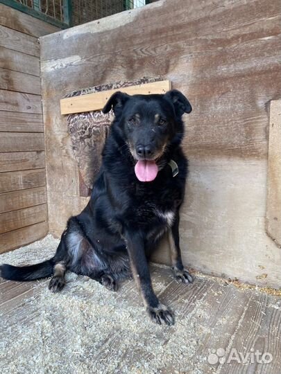 Заберите пса из приюта