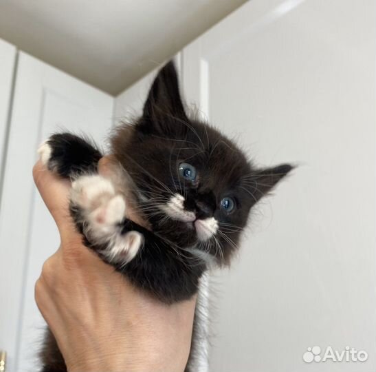 Сибирский котенок