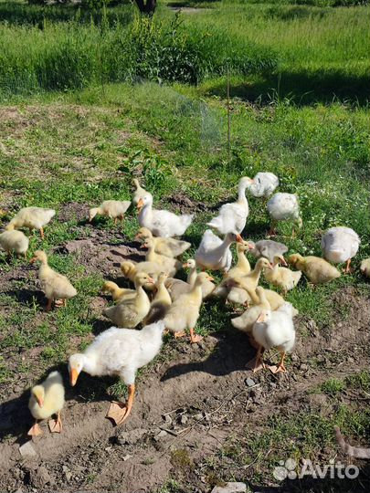 Гусята