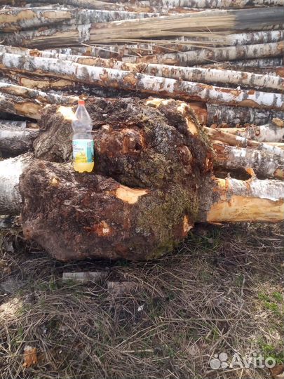 Кап березовый на бревне (по кругу бревна)