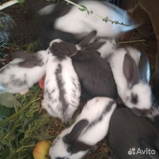 Кролики великан