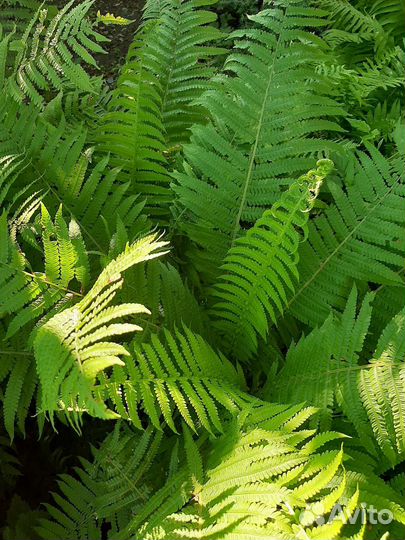 Многолетние растения