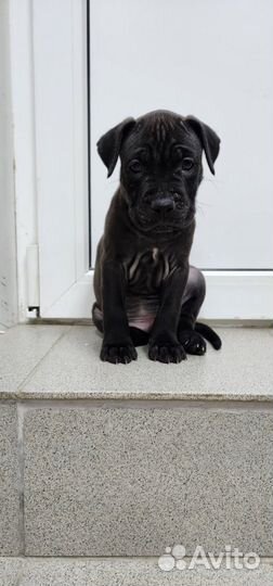 Собака питбуль