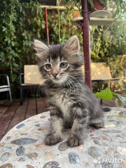 Очень ласковый мальчик, приучен к лотку, ищет дом