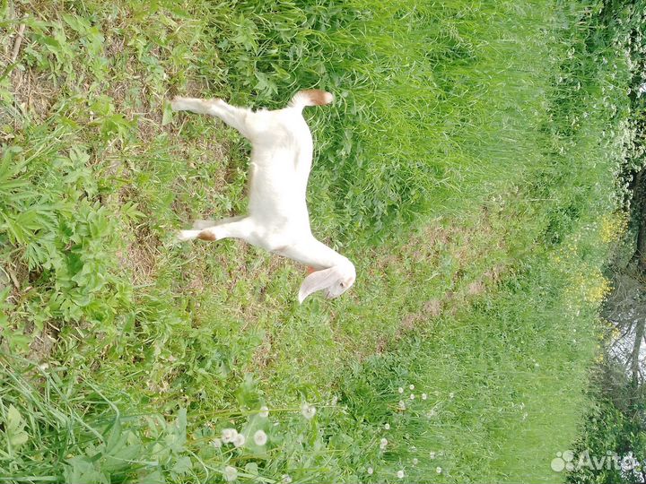 Нубийские козы