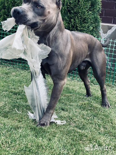 Питбультерьер вязка