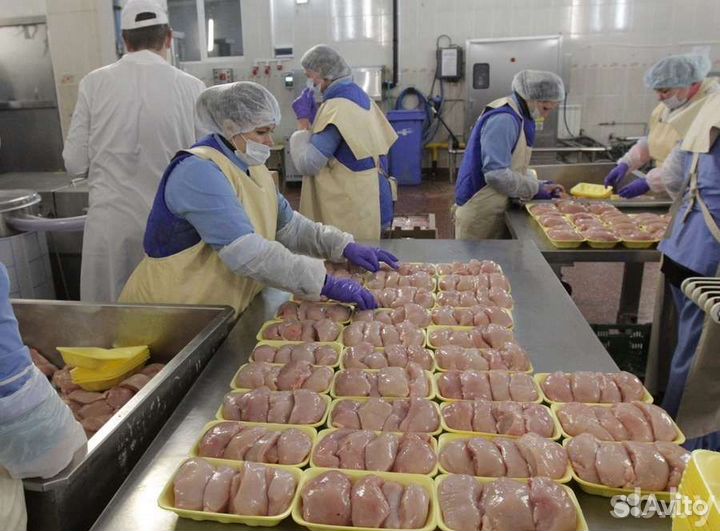 Работа на птицефабрике