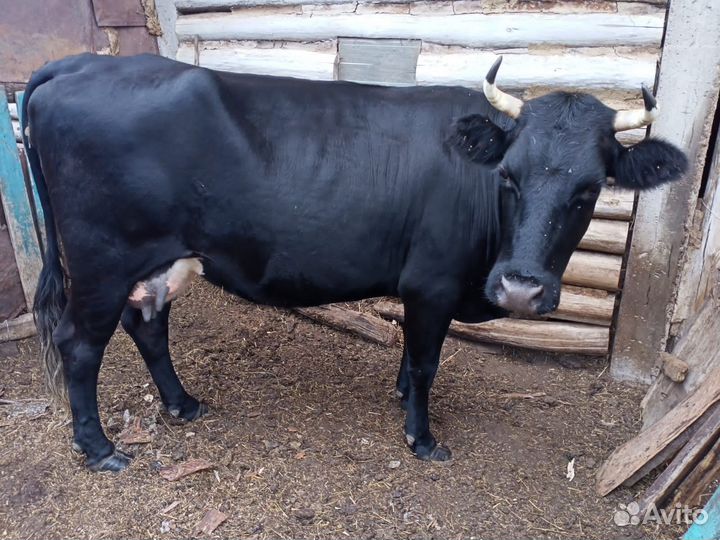 Корова дойная