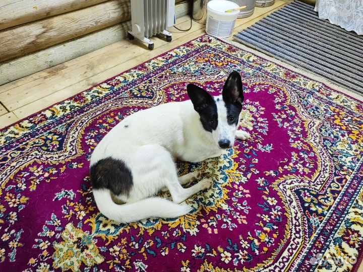 Девочка ищет себе дом