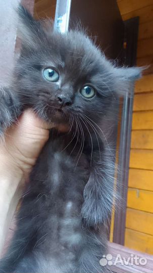 Котята в добрые руки бесплатно