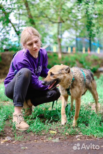 Собака в добрые руки