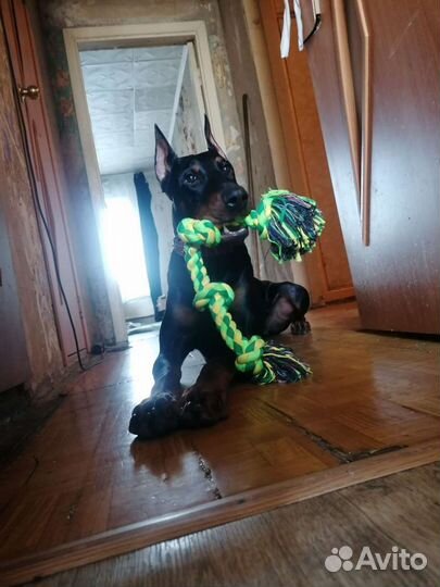 Доберман вязка