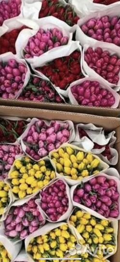 Луковицы тюльпанов