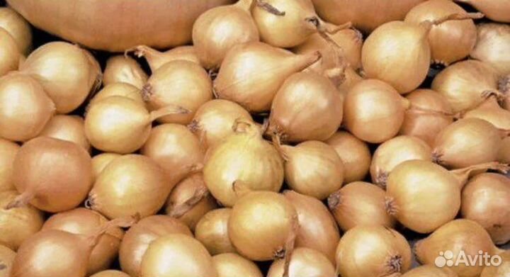Продажа лук севок