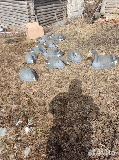 Чучела белолобого гуся