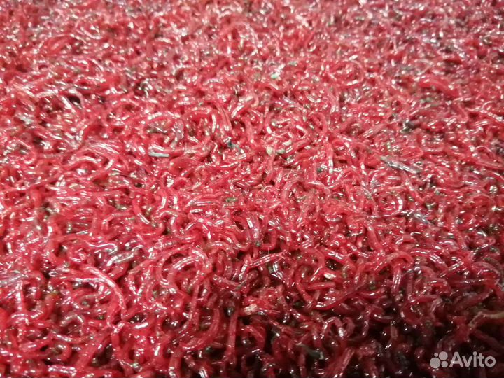 Живец карася