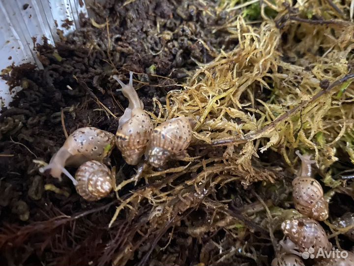 Улитки ахатины бесплатно