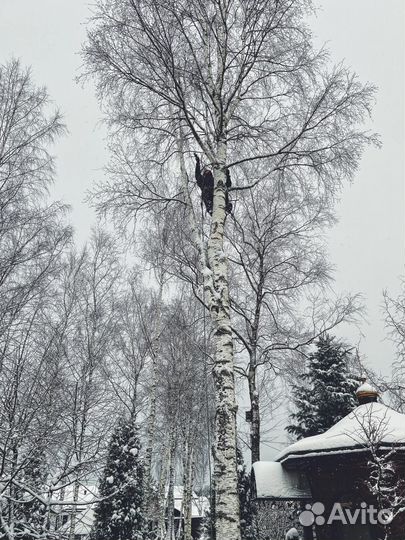 Спил деревьев удаление пней