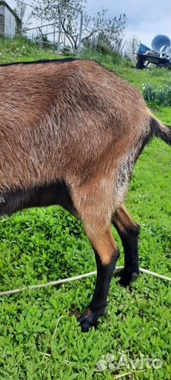 Коза альпийская