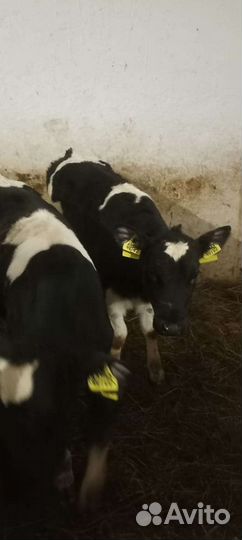 Телята бычки