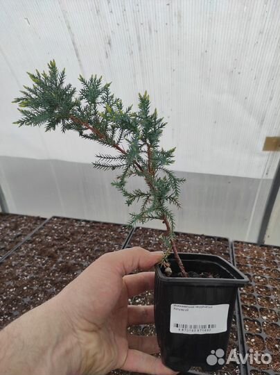 Можжевельник чешуйчатый «Холгер»