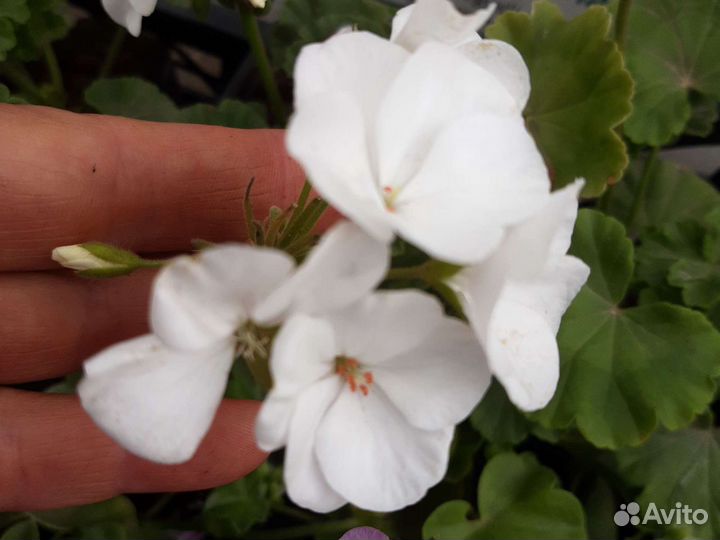 Герань(пеларгония ) зональная разных расцветок