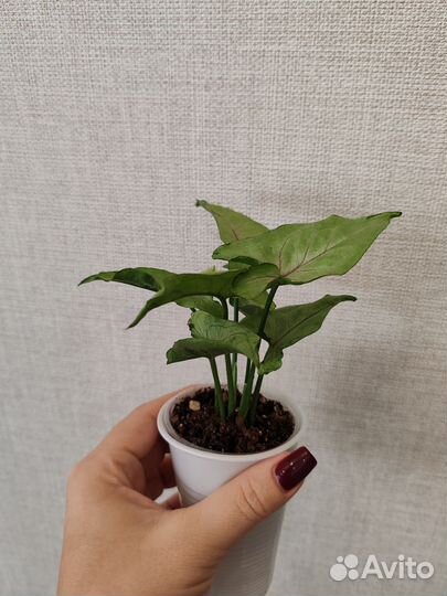 Сингониум Orm manee/Орм мани