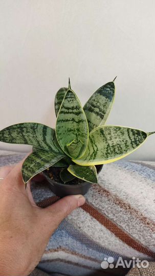 Сансевиерия сортовая