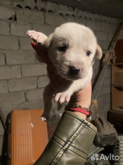 Маленькая собака бесплатно