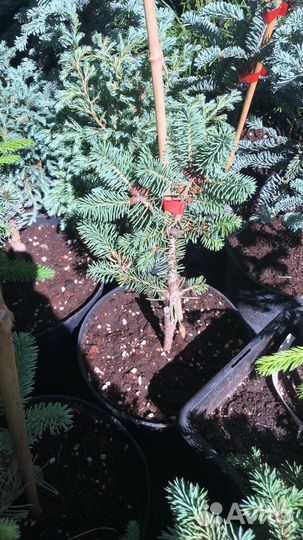 Ель майголд в наличии