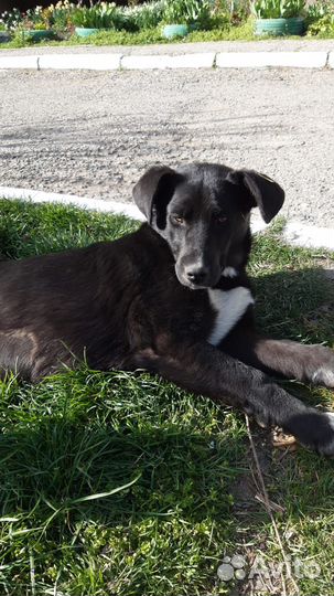 Лина и Боня