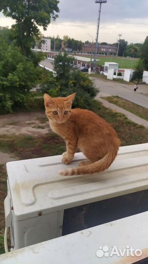 Кошка в дар бесплатно