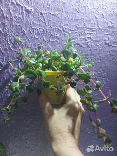 Суккуленты