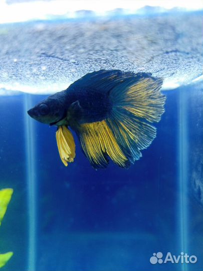 Рыбка петушок самец